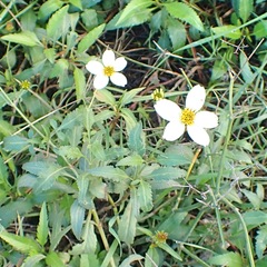 Bidens aurea