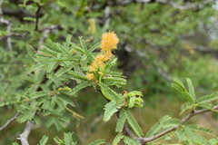 Prosopis affinis
