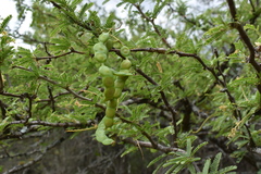 Prosopis affinis