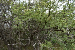 Prosopis affinis