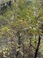 Pyrus communis pyraster