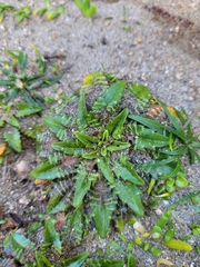 Plantago triandra