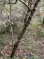 Pyrus communis pyraster