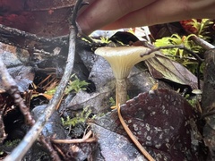 Ampulloclitocybe