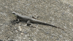 Tropidurus torquatus