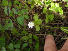 Trientalis