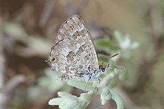 Theclinesthes serpentata