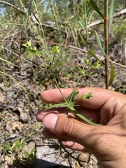 Euphorbia floridana