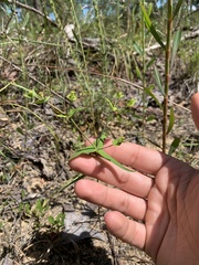 Euphorbia floridana