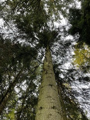Abies alba