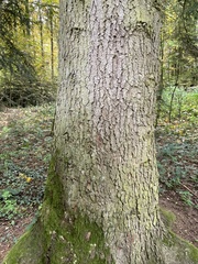 Abies alba