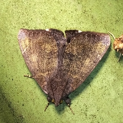 Hydrillodes lentalis