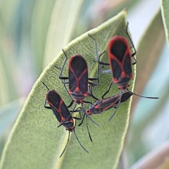 Caenocoris nerii