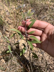Croton argyranthemus