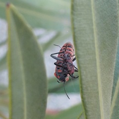 Caenocoris nerii