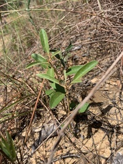 Croton argyranthemus