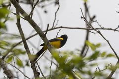 Icterus prosthemelas