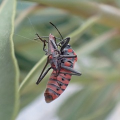Caenocoris nerii