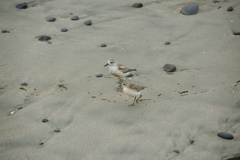 Charadrius obscurus aquilonius
