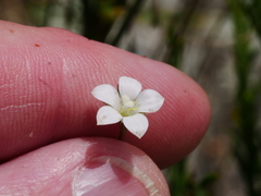Wahlenbergia rupestris