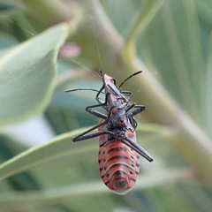 Caenocoris nerii