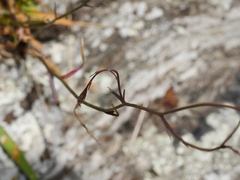 Wahlenbergia rupestris