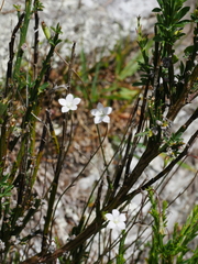 Wahlenbergia rupestris
