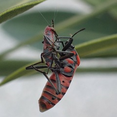 Caenocoris nerii