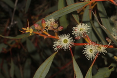 Eucalyptus socialis
