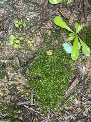 Hyophila involuta