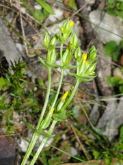 Sebaea ovata