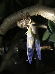 Cryptotympana atrata