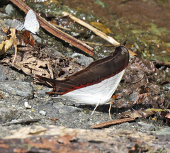 Marpesia zerynthia
