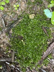 Hyophila involuta