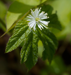 Hydrastis canadensis