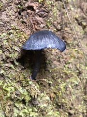 Entoloma serrulatum