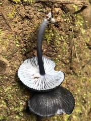 Entoloma serrulatum