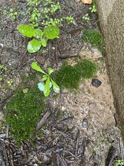 Hyophila involuta