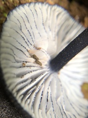 Entoloma serrulatum