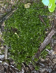 Hyophila involuta