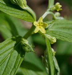 Lithospermum latifolium