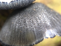 Entoloma serrulatum