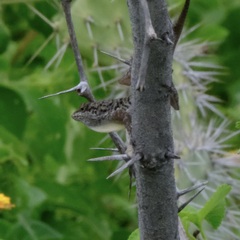 Anolis bonairensis