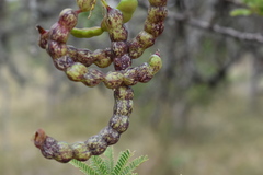 Prosopis affinis