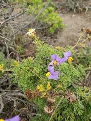 Solanum pinnatum