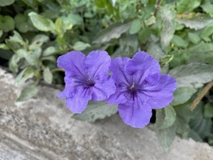 Ruellia simplex