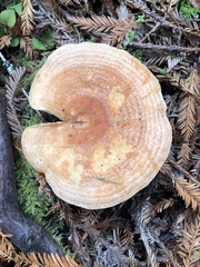 Lactarius aestivus