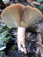 Lactarius aestivus