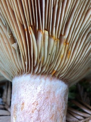 Lactarius aestivus