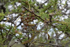 Prosopis affinis